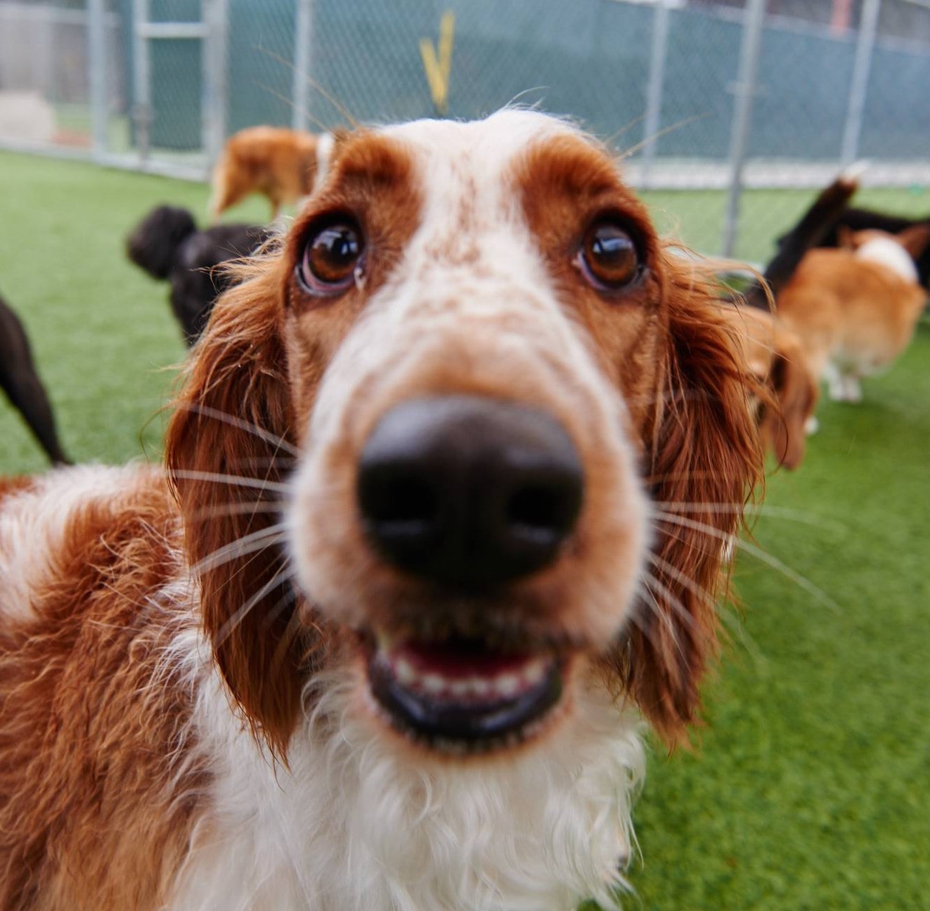 dogs at daycare